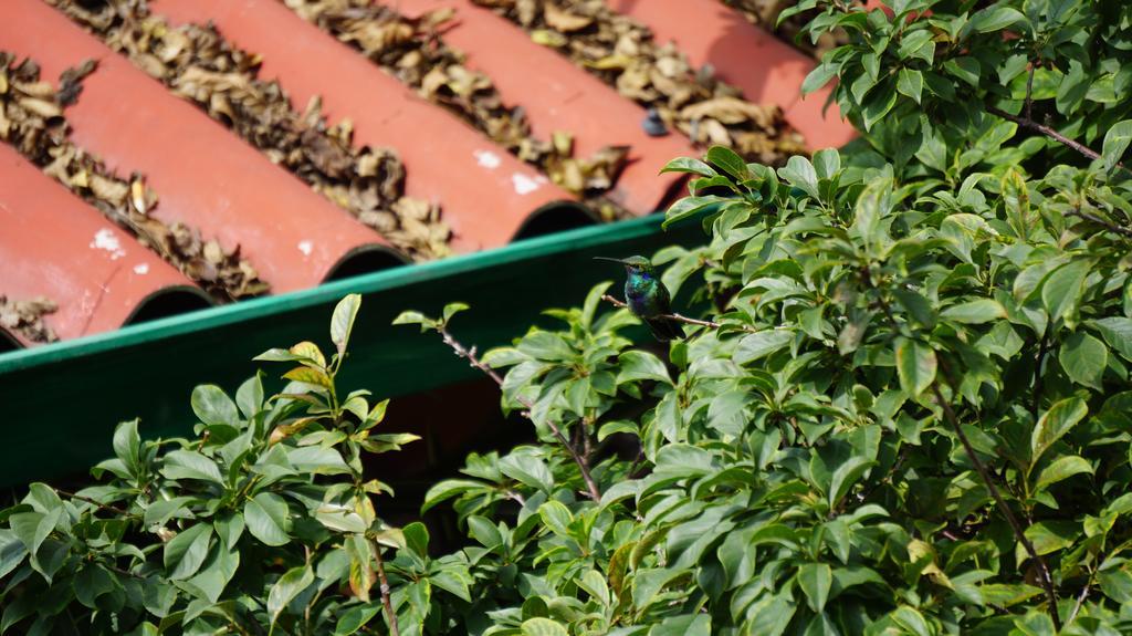 Ayenda Mountain Hostels Manizales Luaran gambar